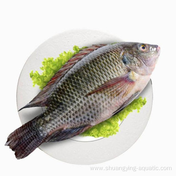 Quality Frozen Farm Raised Whole Round Black Tilapia